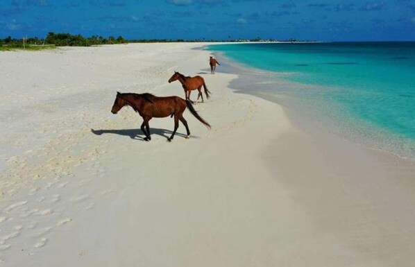 A beach with horses walking along the shore.