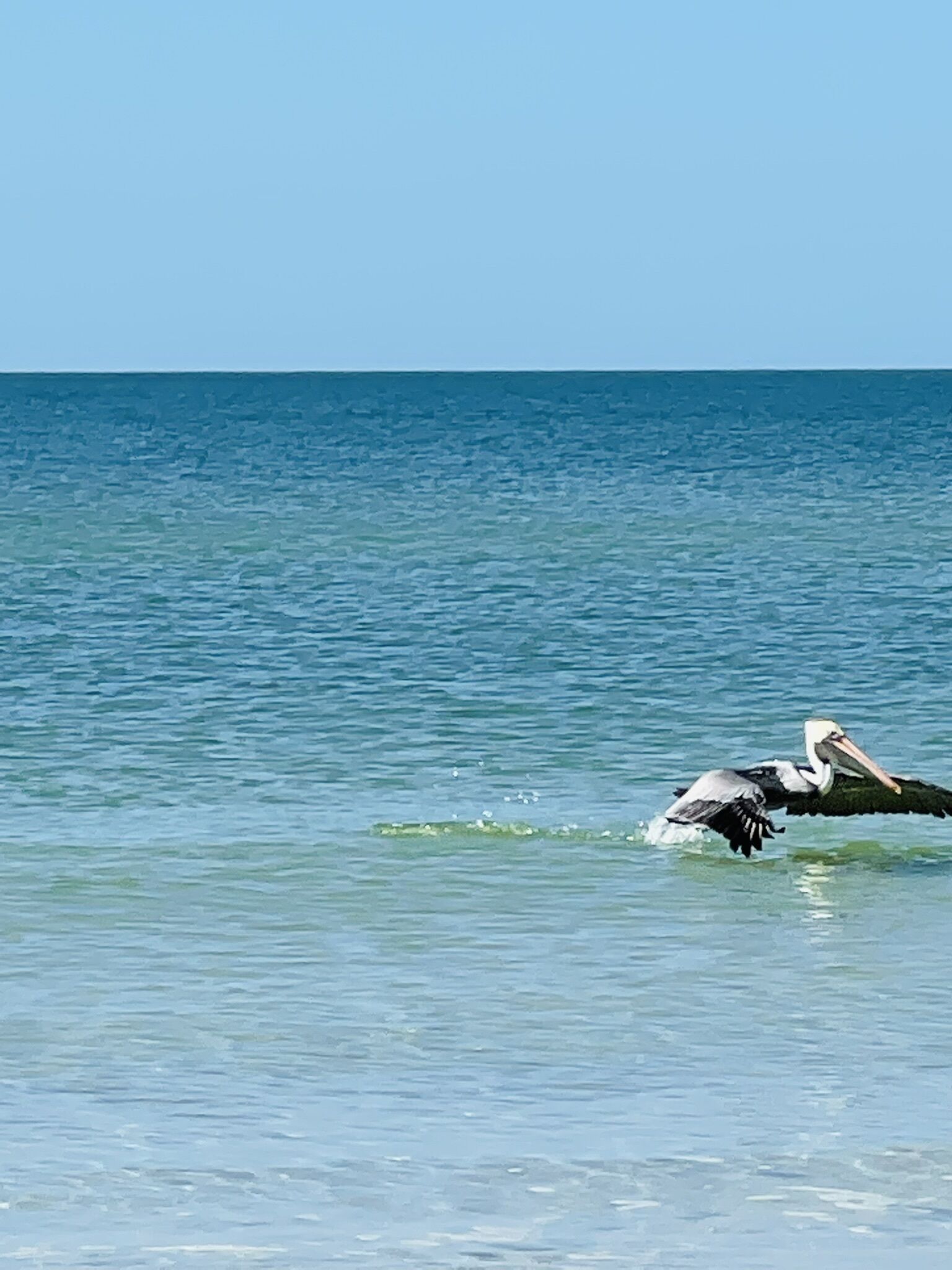 Un pelícano volando sobre un mar tranquilo.