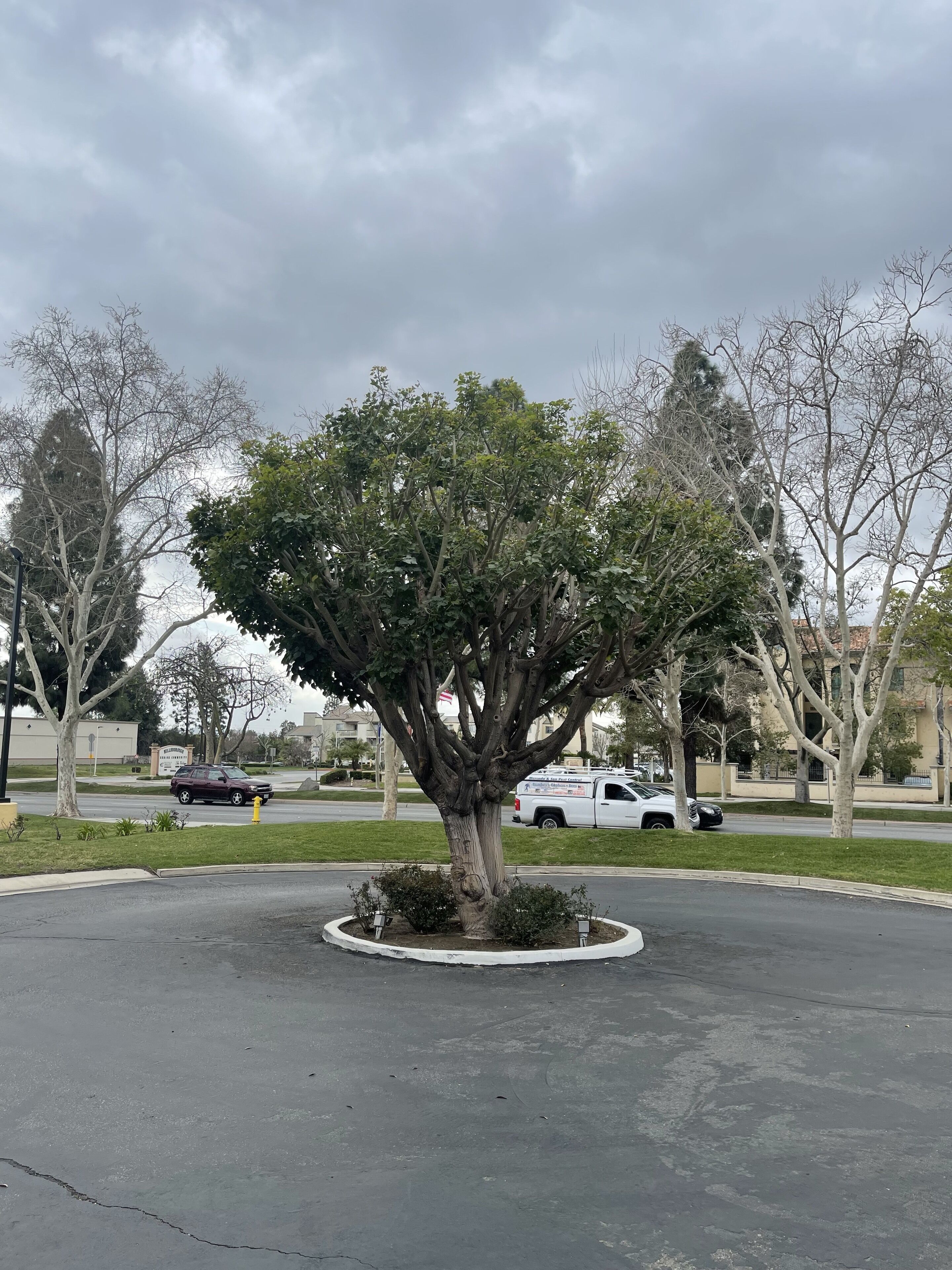 A tree in a landscaped area with a paved road and parked cars.