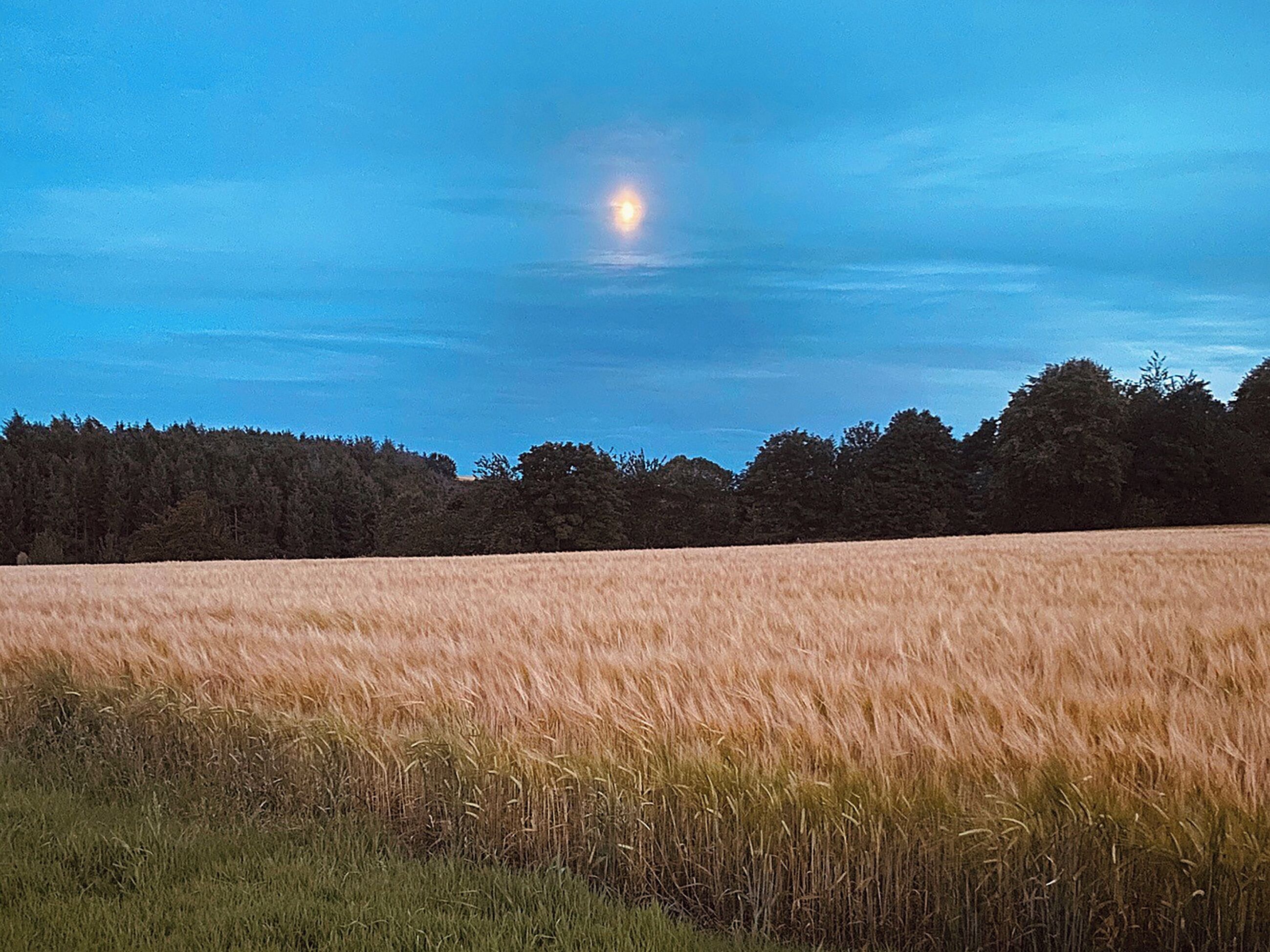 Un campo bajo un cielo despejado y con una luna visible.