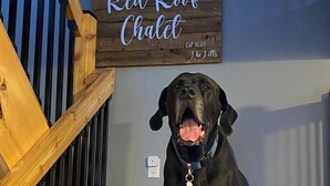 A dog sitting on a wooden staircase with a sign above it that reads "Red Roof Chalet." - Red Roof Chalet in close proximity to beaches, trails, golf and Blue Mountains. (Meaford)