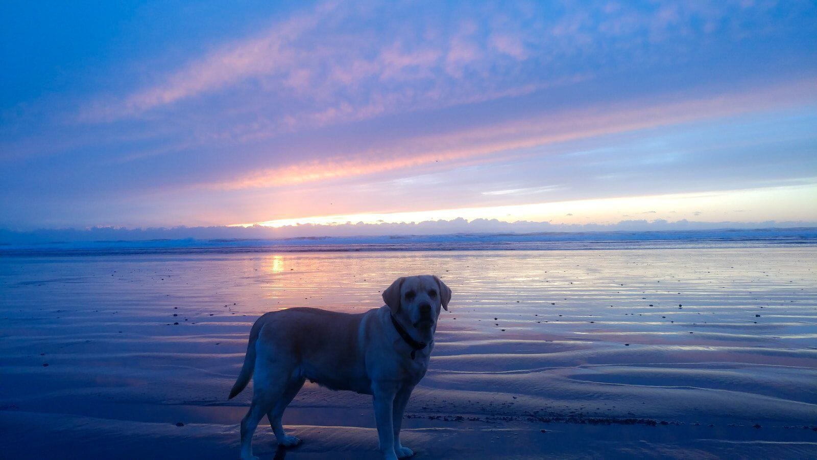 En hund som står på en strand vid solnedgången.
