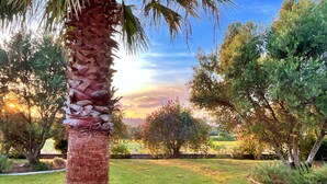 Um jardim com uma palmeira, arbustos diversos e um muro de pedra.