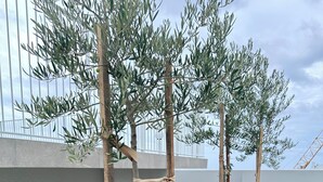 A rooftop garden with olive trees planted in large white planters, set against a modern building with a tiled floor. - HolidayRento Bondi Rooftop Pool & Air Con Studio (Bondi)