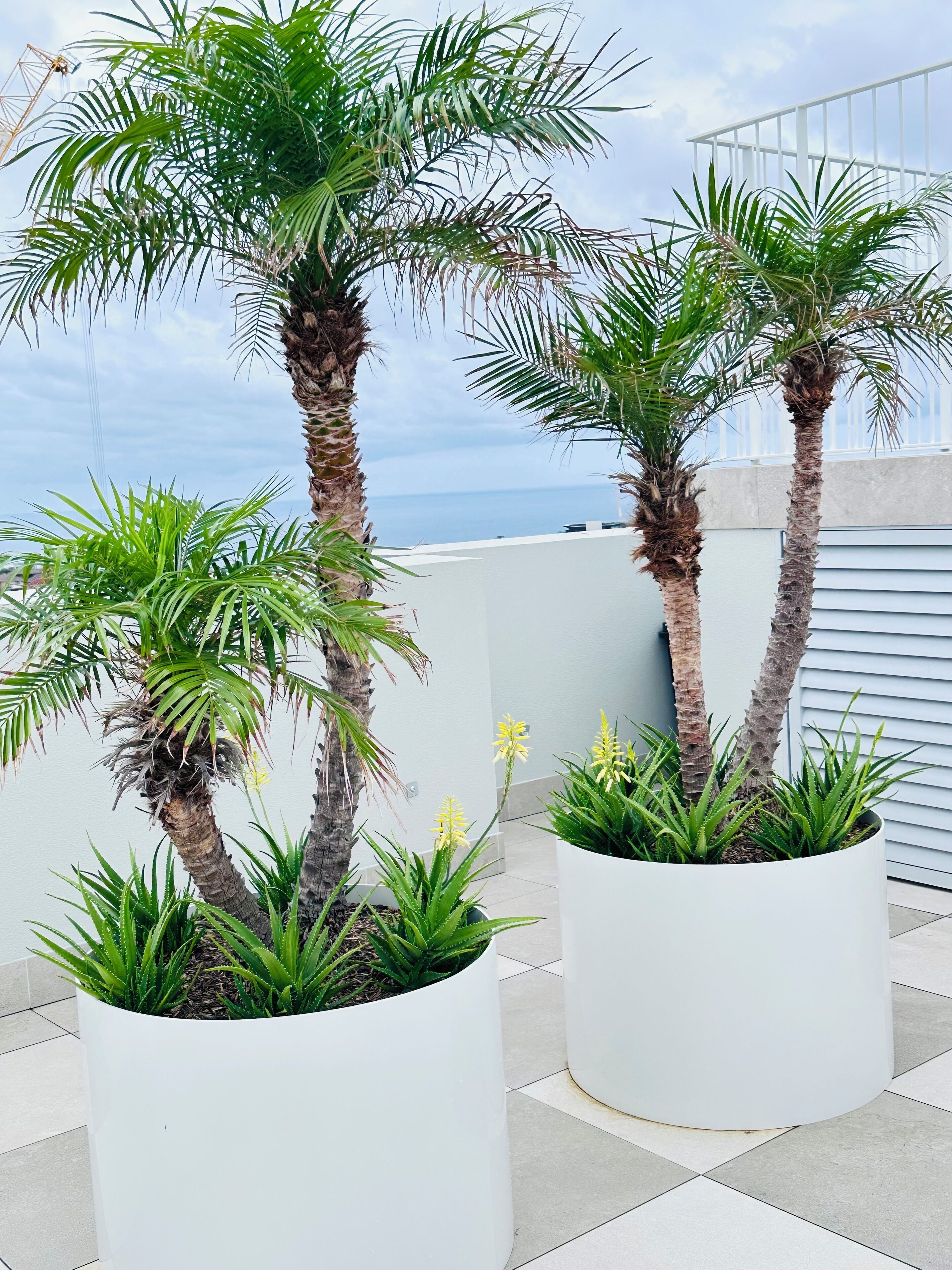 Two tall palm trees and two white planters with green plants on a rooftop terrace.
