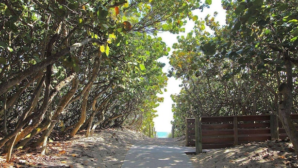 A pathway flanked by trees, leading to a distant view.
