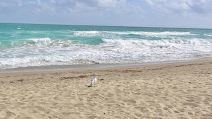 A sandy beach with waves crashing onto the shore and a seagull standing on the sand.