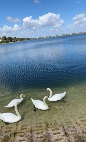 Miscellaneous - House on water (feels like the ocean ) w pool <br> (Miramar)