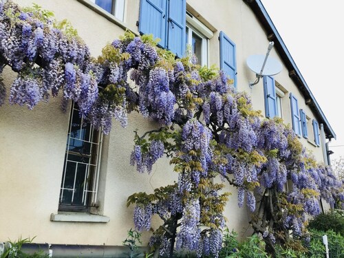 La Colline Fleurie - RONTALON