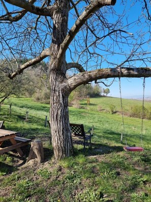A tree with a swing hanging from a branch, a bench, and a picnic table in a grassy field.