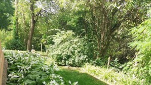 A garden with lush green foliage and white flowers, likely a well-maintained outdoor area. - Mikin dol Baranja Country House (Draz)