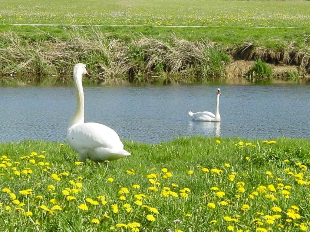 Two swans on a calm water body with a grassy foreground and a field in the background.