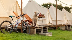 A dog sitting on a wooden platform with a bicycle and chairs nearby, and tents in the background. - Glamping Octli - Santuario de las Luciernagas X NANTLI LIVING (Nanacamilpa)
