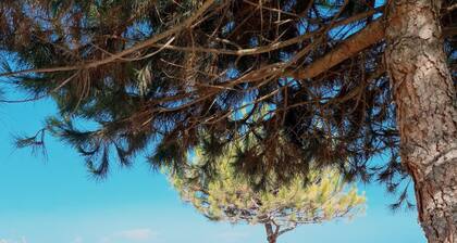 Top of Villa T3 sea view