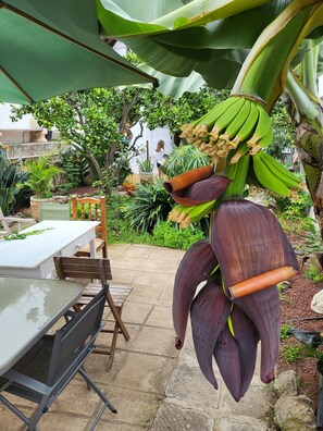 A patio area with a table and chairs, surrounded by lush greenery and banana plants. - Gato Azul Coliving (La Orotava)