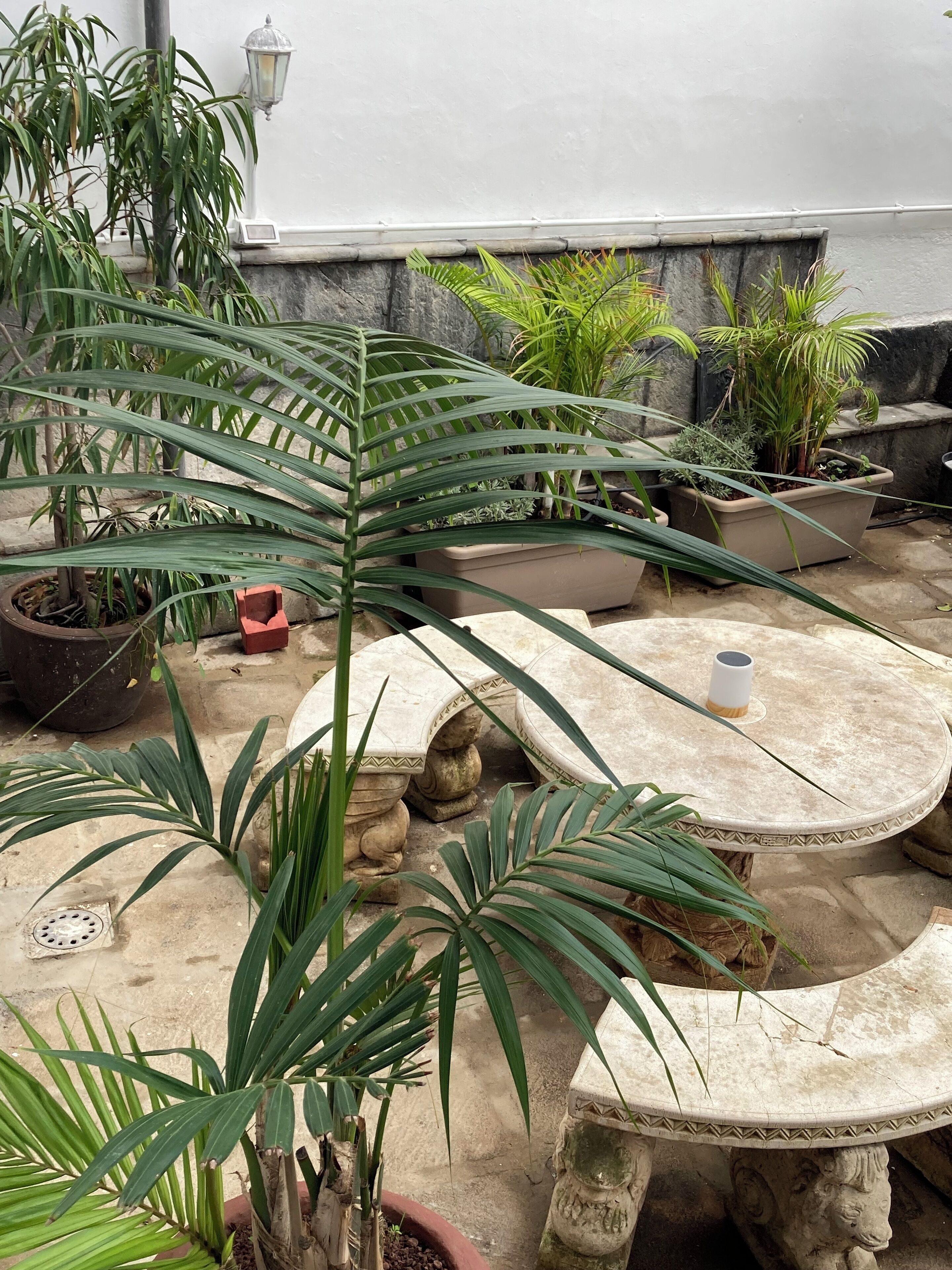 A patio area with a round table and chairs, surrounded by various potted plants and a stone wall.