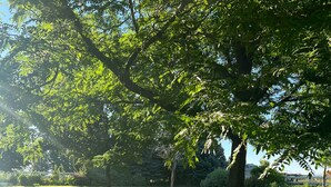 Un parc avec de l’herbe verte et des arbres.