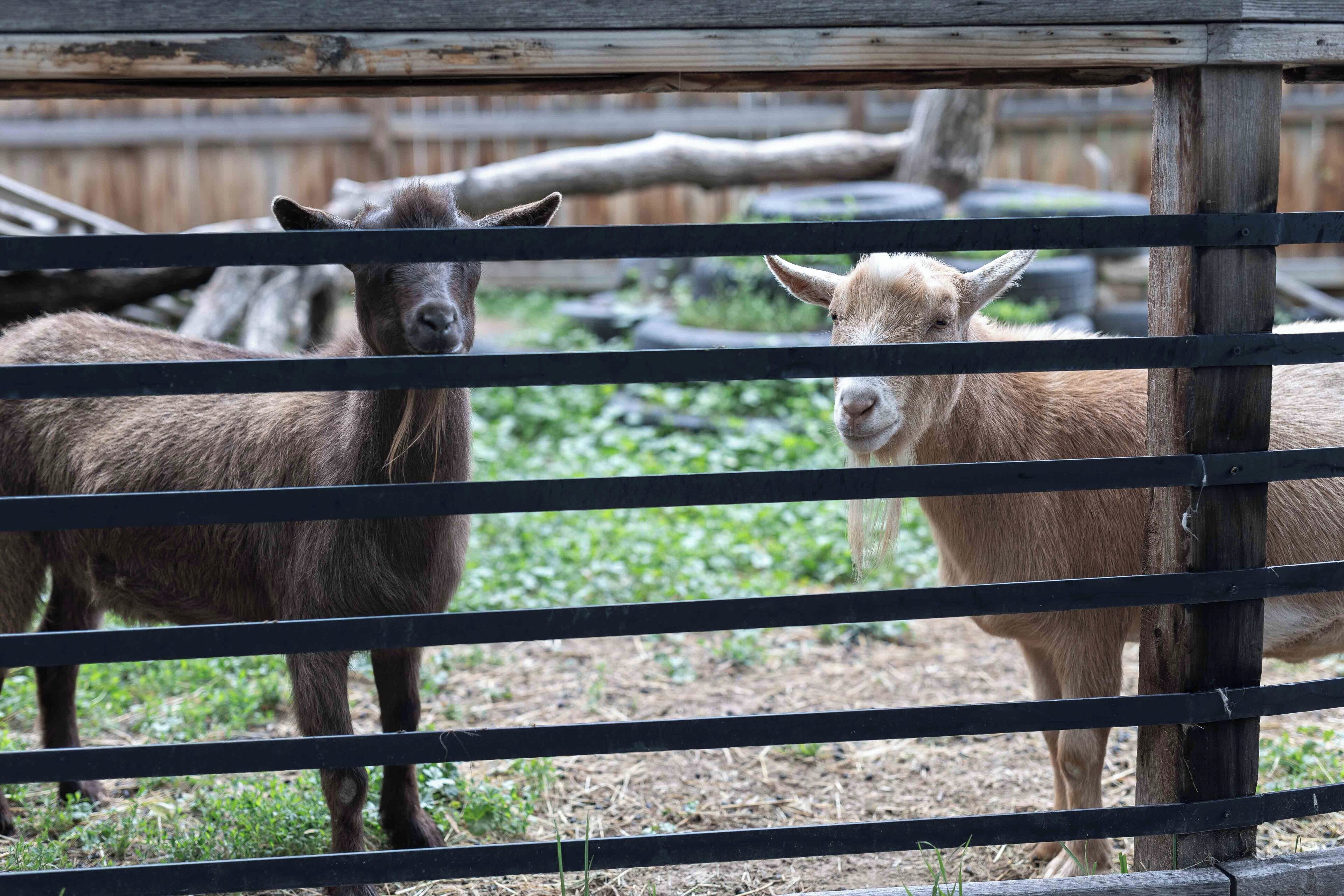 A wooden fence with two goats behind it.