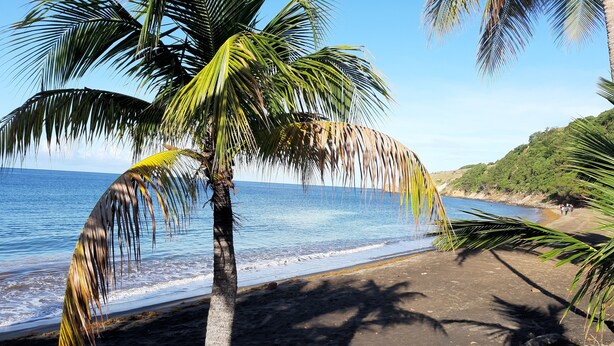 A beach with palm trees, a clear sky, and a calm sea. - Feet in the water 2 (Les Anses-d'Arlets)