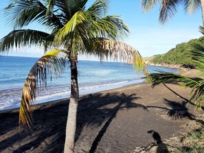 Une plage bordée de palmiers, un ciel dégagé et une mer calme.