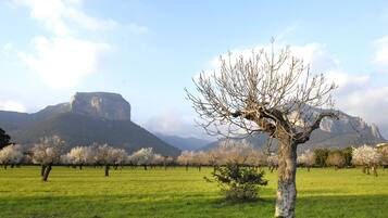 Un paisaje con una montaña destacada al fondo y un campo de árboles en flor.