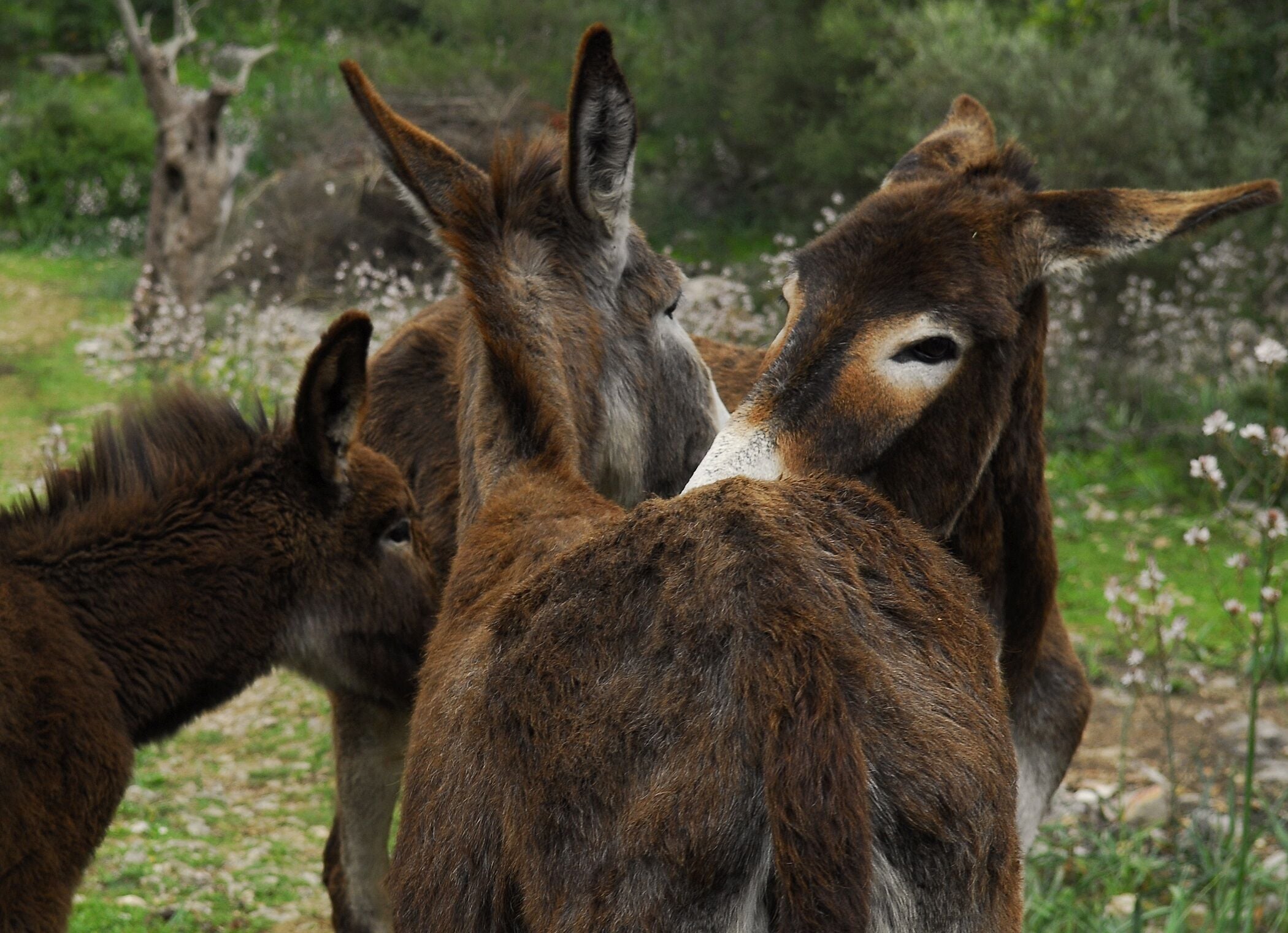 Photo - Alaró Natura Rural Suites