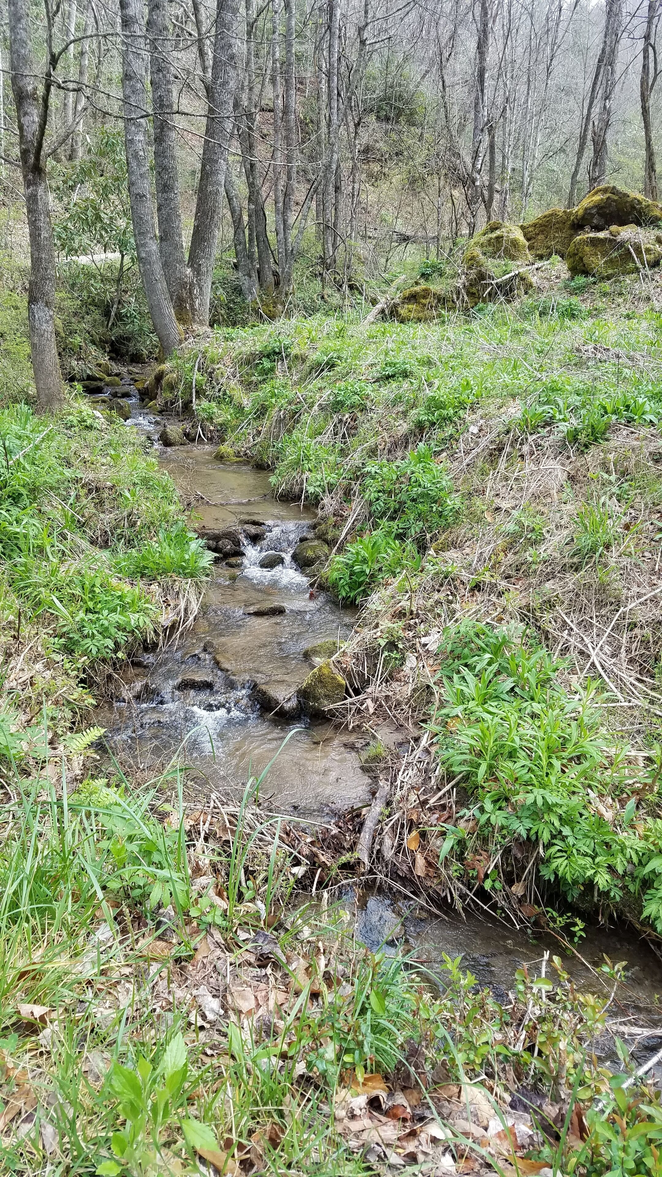 En naturlig å, der snor sig gennem et skovområde med frodig vegetation og træer.