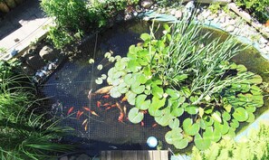A pond with water lilies and fish, surrounded by rocks and plants. - Gartenblick - Willkommen in der Ferienwohnung Gartenblick in Kröpelin (Kröpelin)