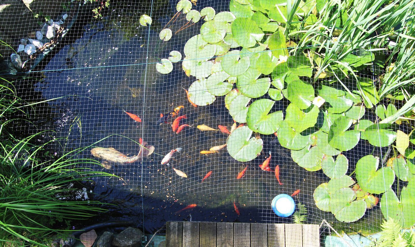 Un étang où nagent des carpes koï et où flottent des nénuphars, le tout entouré d’une clôture en fil de fer.