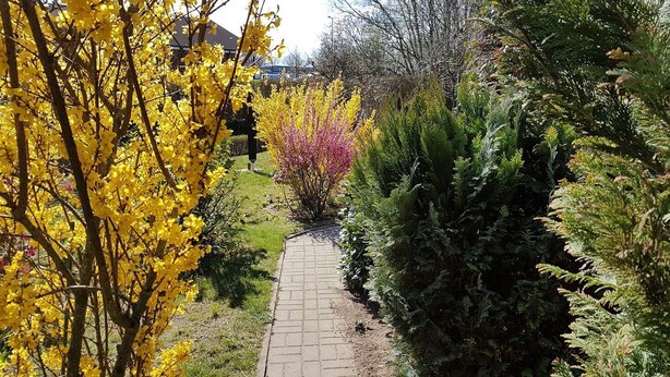 Un chemin de jardin dallé, bordé de différents arbres et arbustes, notamment des plantes à fleurs jaunes et roses.