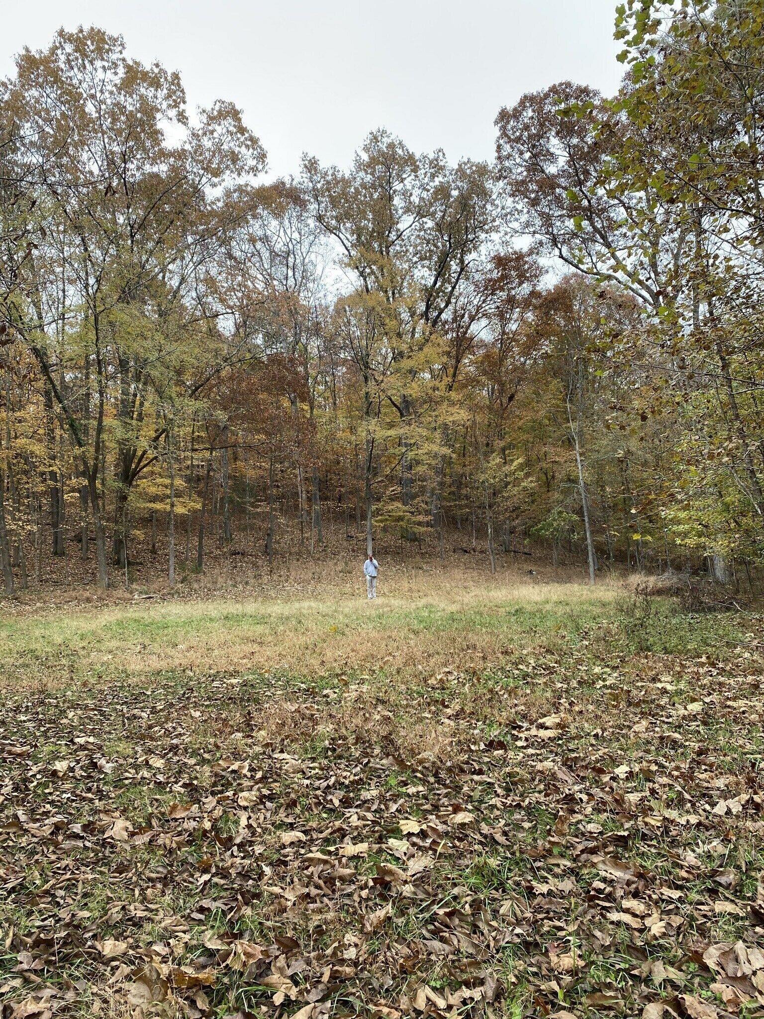 Een bebost gebied met een grasveld en bomen met herfstbladeren.