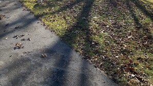 Un barrio residencial con una casa, un camino de entrada pavimentado y un área verde con árboles.