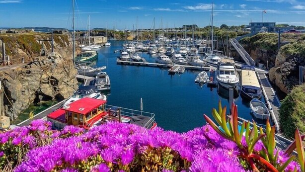 A marina with boats docked, a red-roofed building, and purple flowers in the foreground.