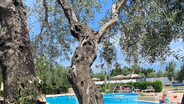 Una piscina envoltada d'arbres i zones d'estar a l'aire lliure.