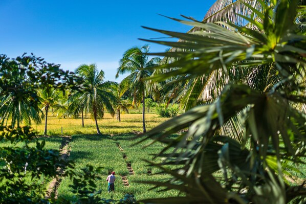 A rural landscape with palm trees, a person walking, and a clear blue sky.