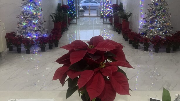 Vestíbulo de hotel con un árbol de Navidad, planta de flor de pascua y un cartel que indica disponibilidad de WiFi.