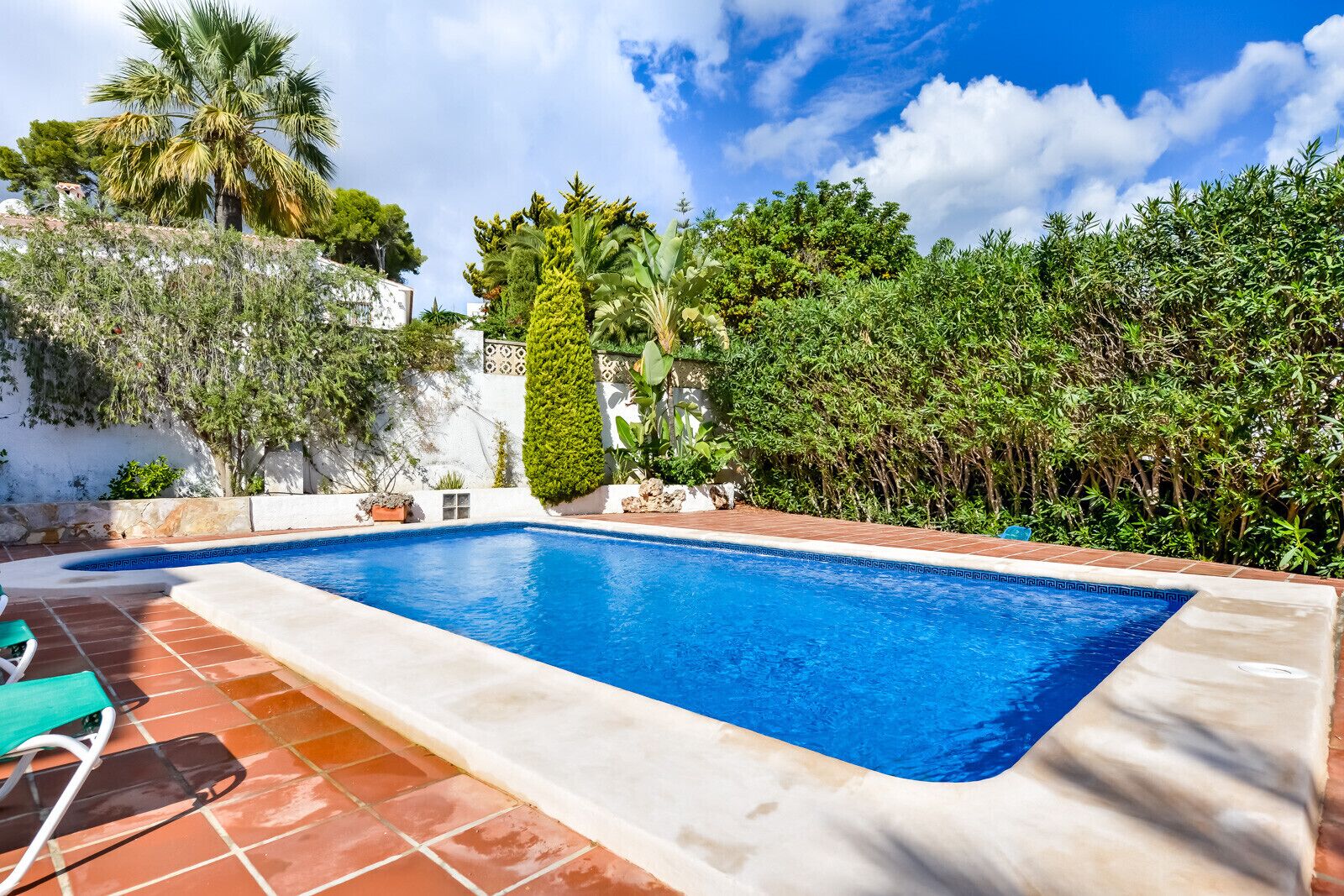 Une piscine rectangulaire bordée de carreaux, entourée de diverses plantes et d’un mur blanc.