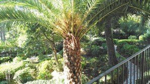 A lush garden with a prominent palm tree and a stone pathway.
