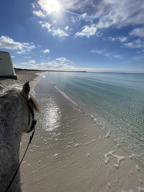 Paseos a caballo