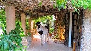 Garden - Finca Libertad Son Baulo (Lloret de Vistalegre)