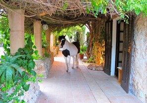 Garden - Finca Libertad Son Baulo (Lloret de Vistalegre)