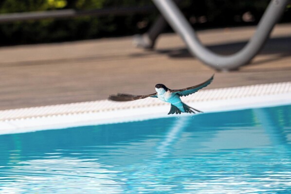 A bird flying over a swimming pool.