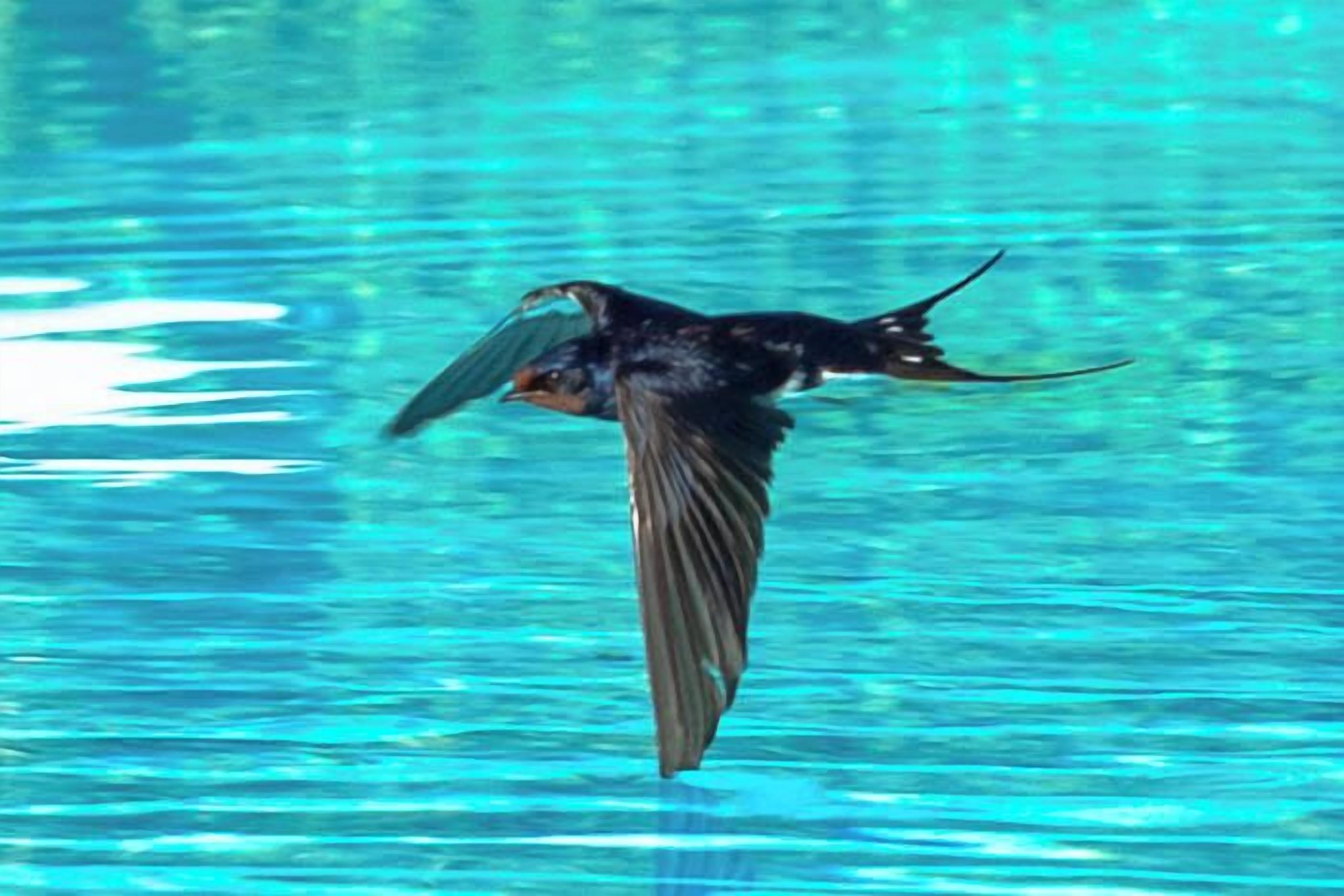 A bird in flight over a body of water.