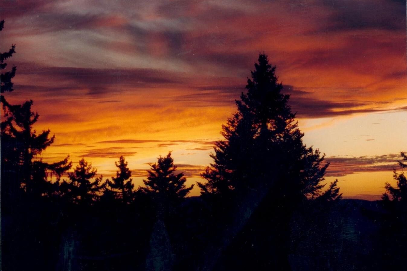 Metsä, jossa korkeat puut piirtyvät tummina vasten auringonlaskun taivasta.