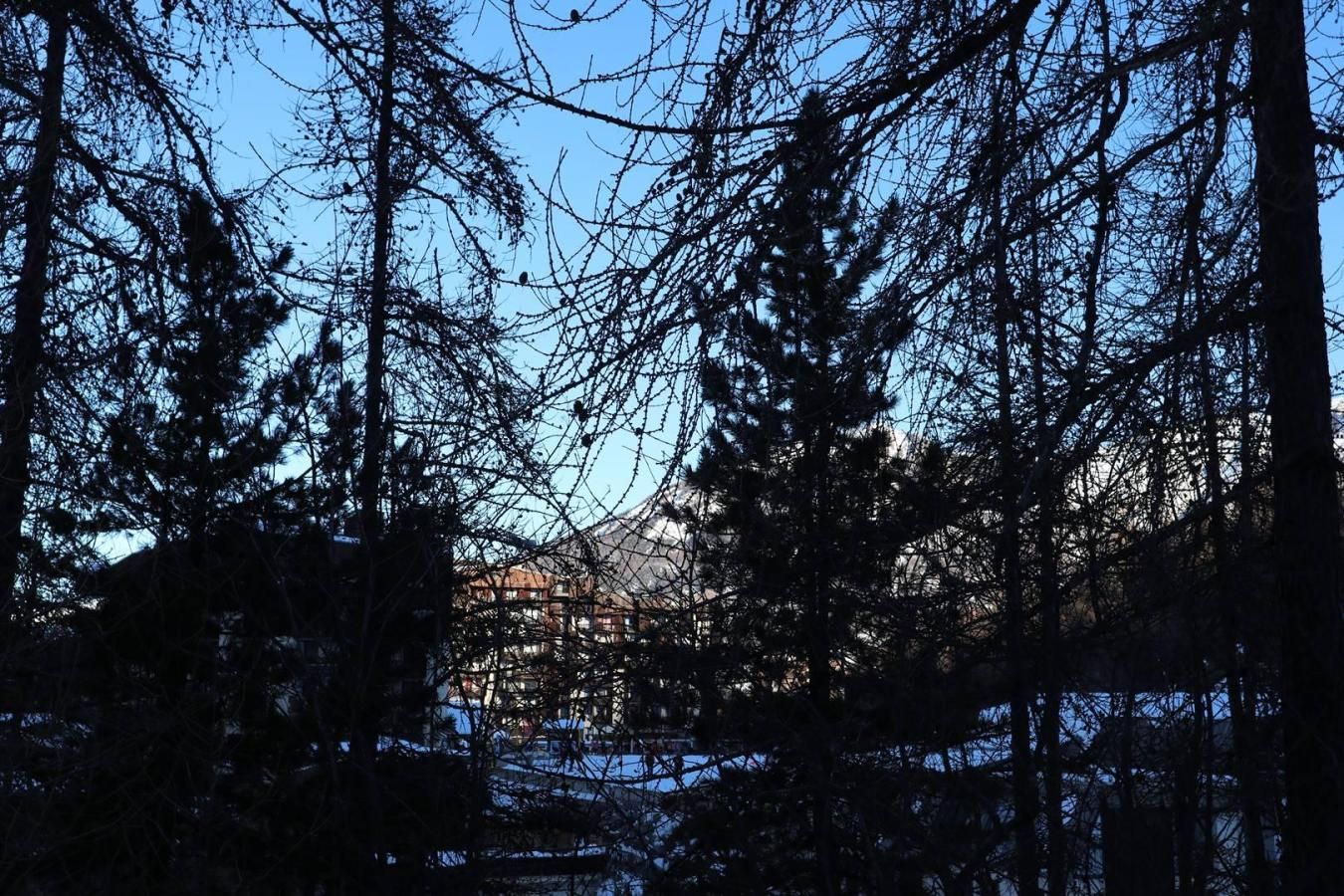 A forested area with tall trees and a building in the background.