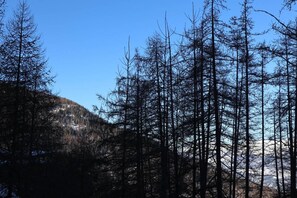 En skog med höga, lövträdlösa träd och en klarblå himmel.