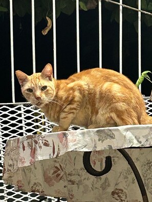 Animaux de compagnie acceptés