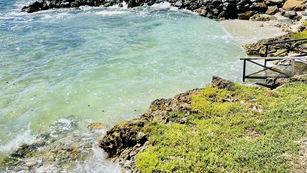 Paesaggio costiero con acque limpide, rocce e una palma.