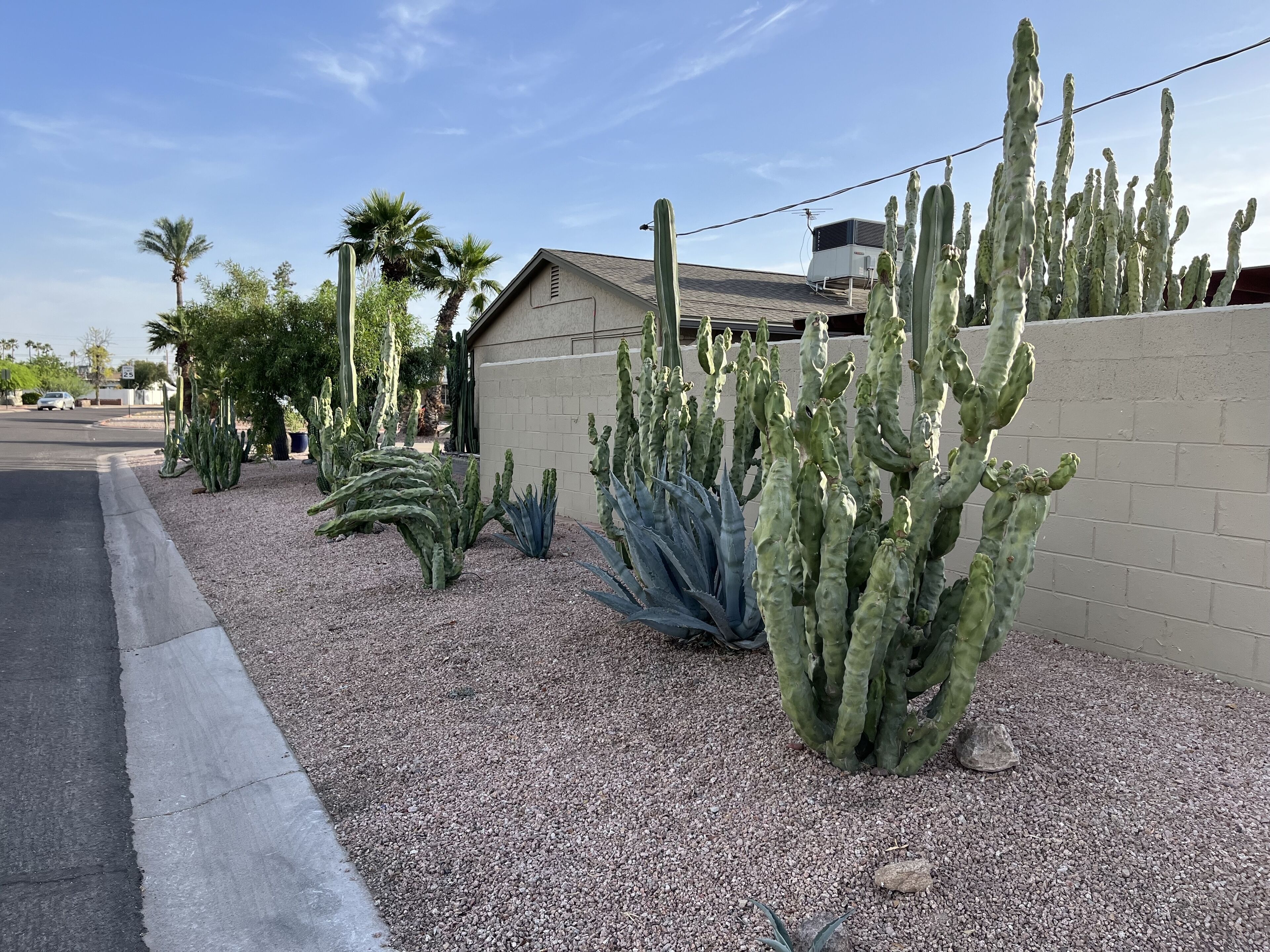 A desert landscape with cacti and palm trees, a building with a sloped roof, and a clear sky.