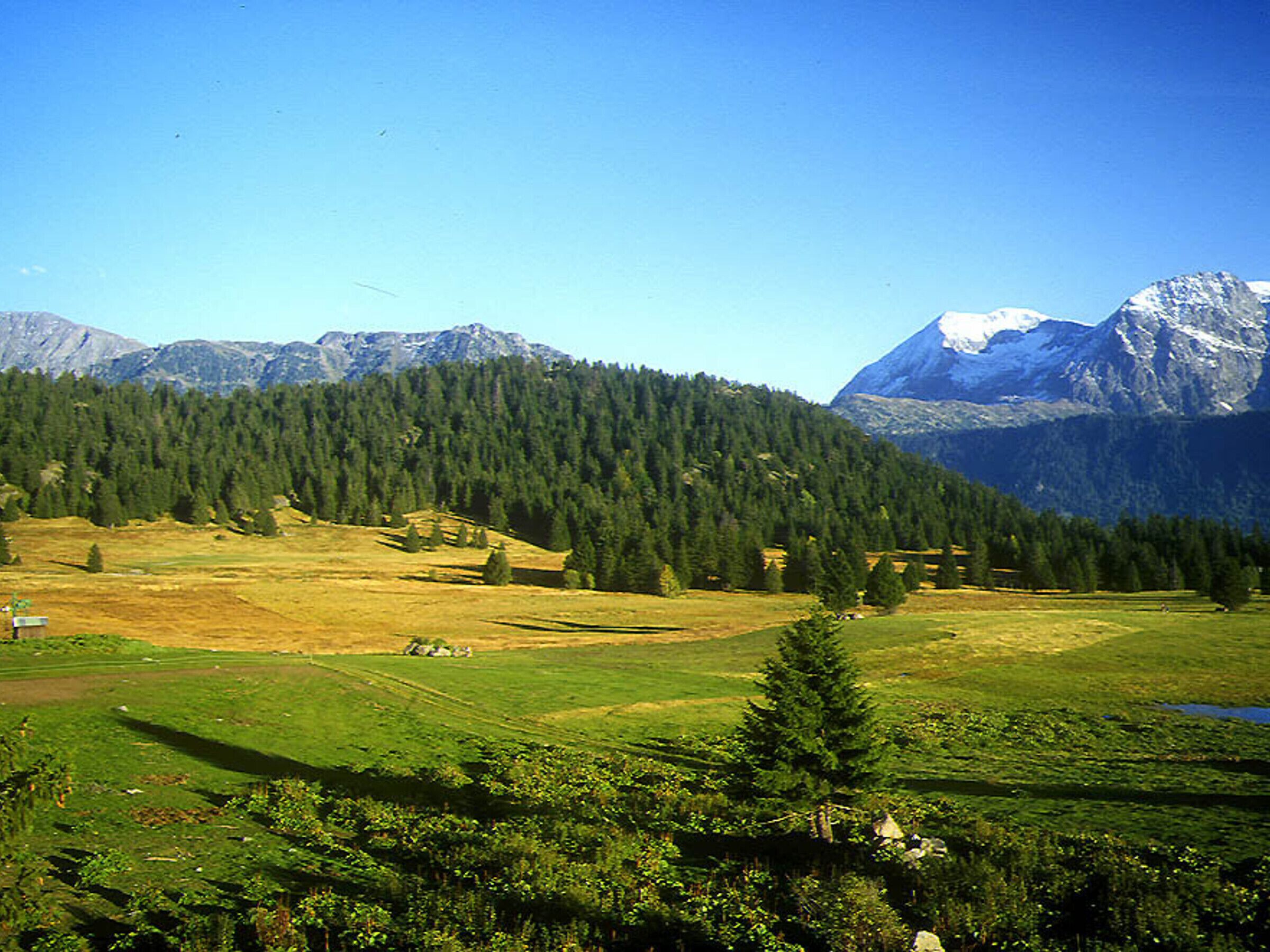 A mountainous landscape with a clear sky, a forested area, and a grassy field.